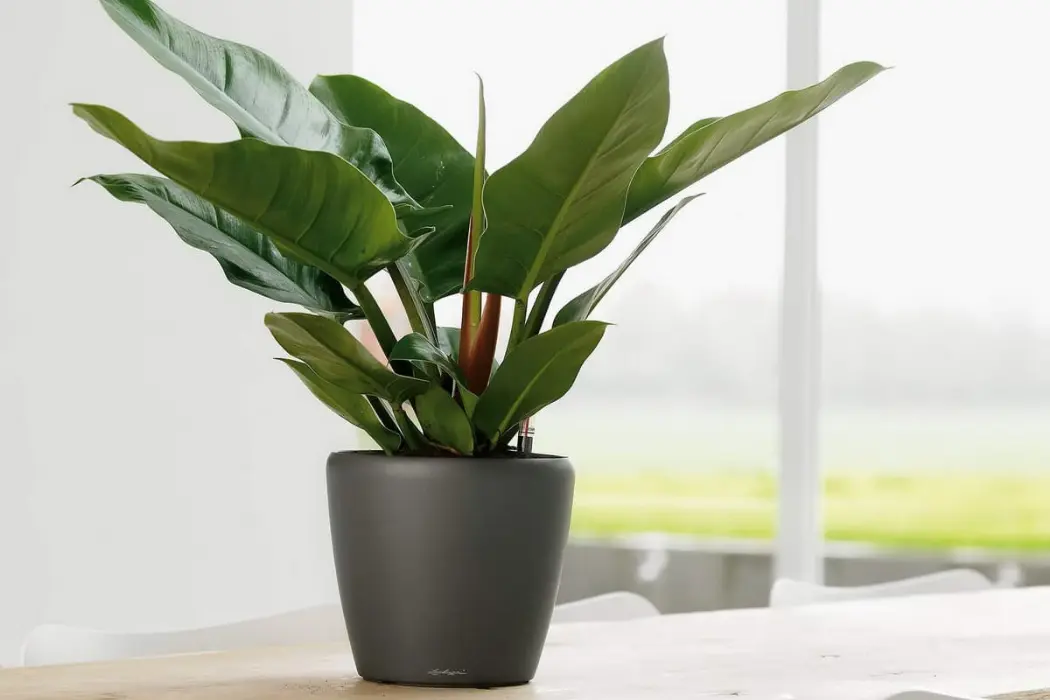 7 Best Smart Plant Pots for Indoor CLASSICO LS 21 White High Gloss